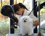 DỊCH VỤ CHĂM SÓC DỊP TẾT