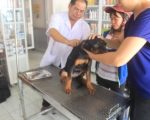 Dịch vụ triệt sản thú cưng (chó, mèo, thỏ…)