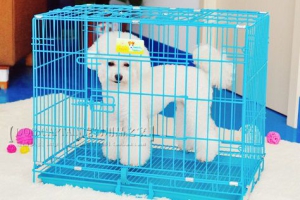 LỒNG SẮT TĨNH ĐIỆN