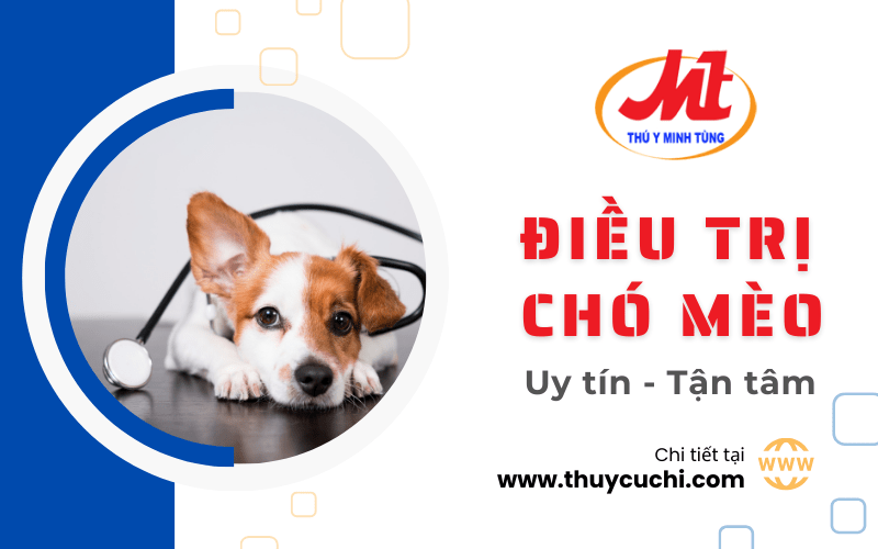 điều trị chó mèo
