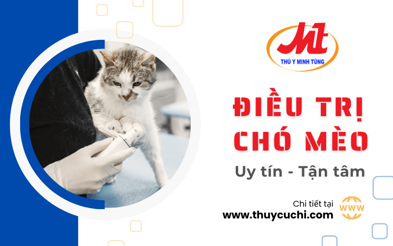 điều trị chó mèo