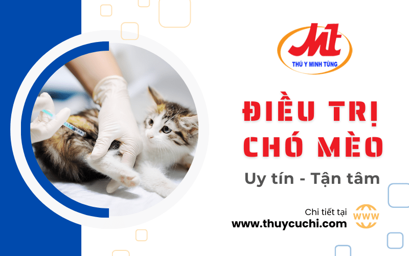 điều trị chó mèo