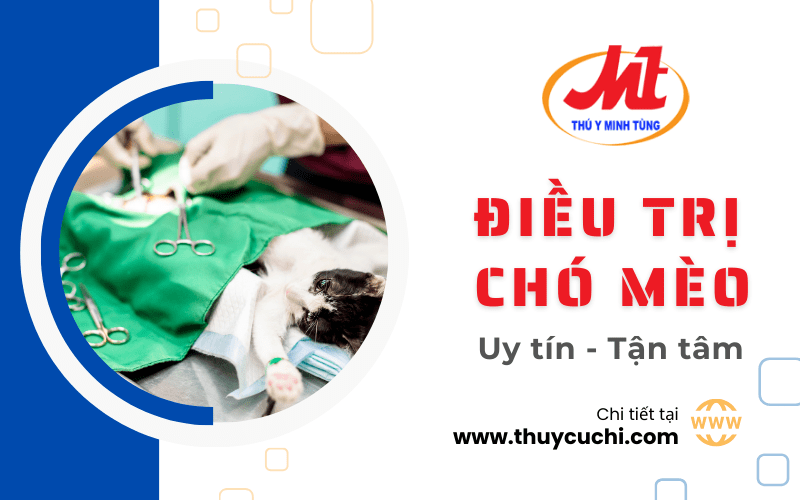 điều trị chó mèo