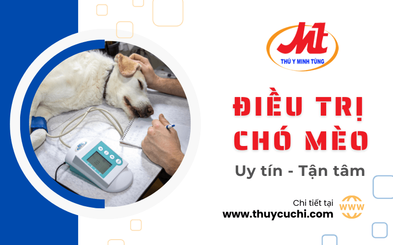 điều trị chó mèo
