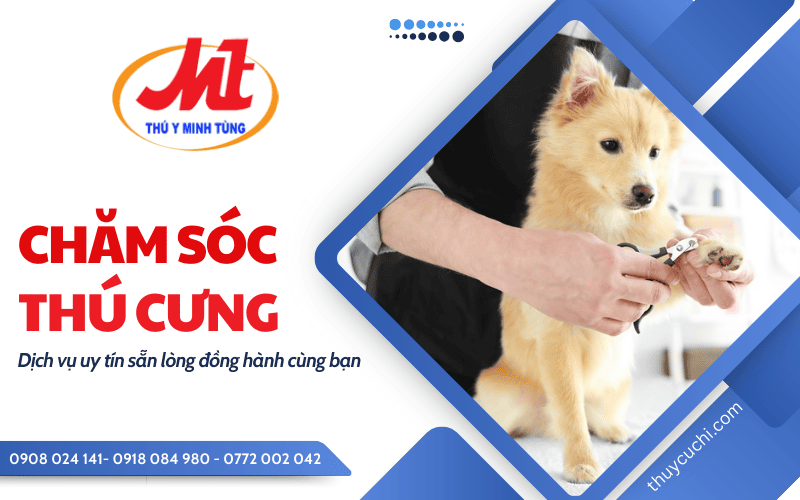 chăm sóc chó mèo
