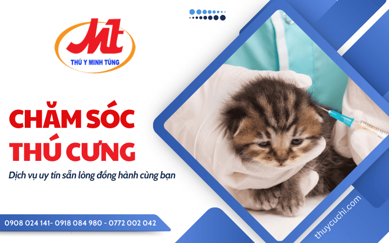 chăm sóc chó mèo